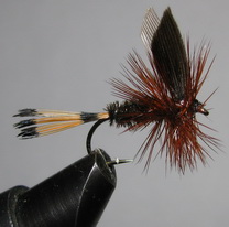 ���� ����� Dry fly  Quill DFQ 21  